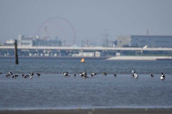 ミヤコドリ ふなばし三番瀬海浜公園 2019年8月18日(日)