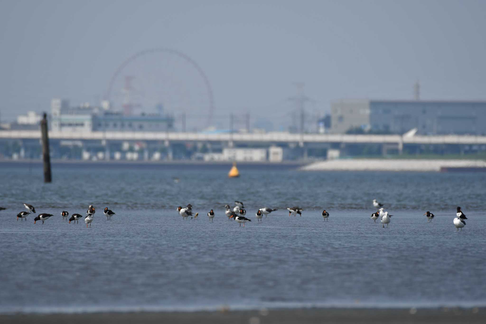 ふなばし三番瀬海浜公園 ミヤコドリの写真 by tsubame333