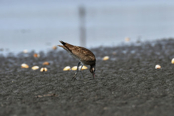 チュウシャクシギ ふなばし三番瀬海浜公園 2019年8月18日(日)