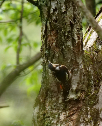 Great Spotted Woodpecker Yanagisawa Pass Tue, 8/27/2019