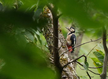 Great Spotted Woodpecker Yanagisawa Pass Tue, 8/27/2019