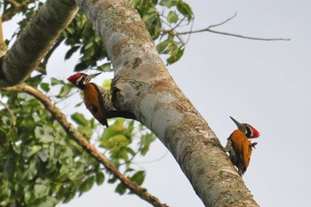 Greater Flameback ケーン・クラチャン国立公園 2018年6月13日(水)