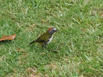 Rufous-naped Bellbird