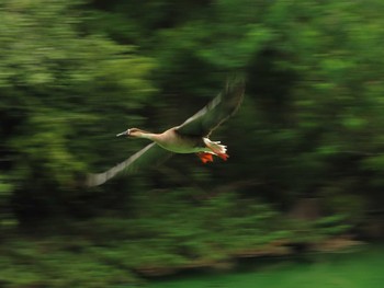 2019年8月31日(土) 大池親水公園の野鳥観察記録