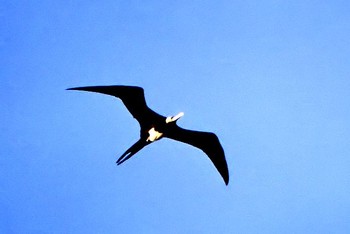 Great Frigatebird 江の島 Unknown Date