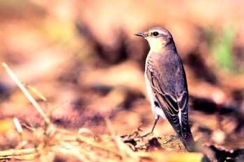 Northern Wheatear 静岡県 Unknown Date