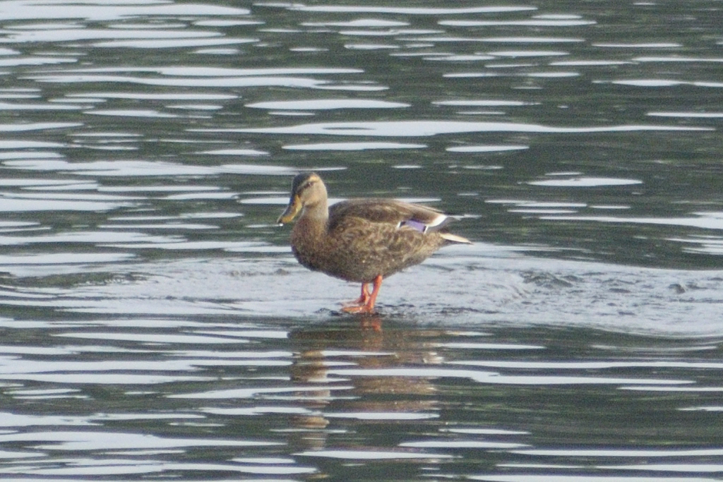 Mallard