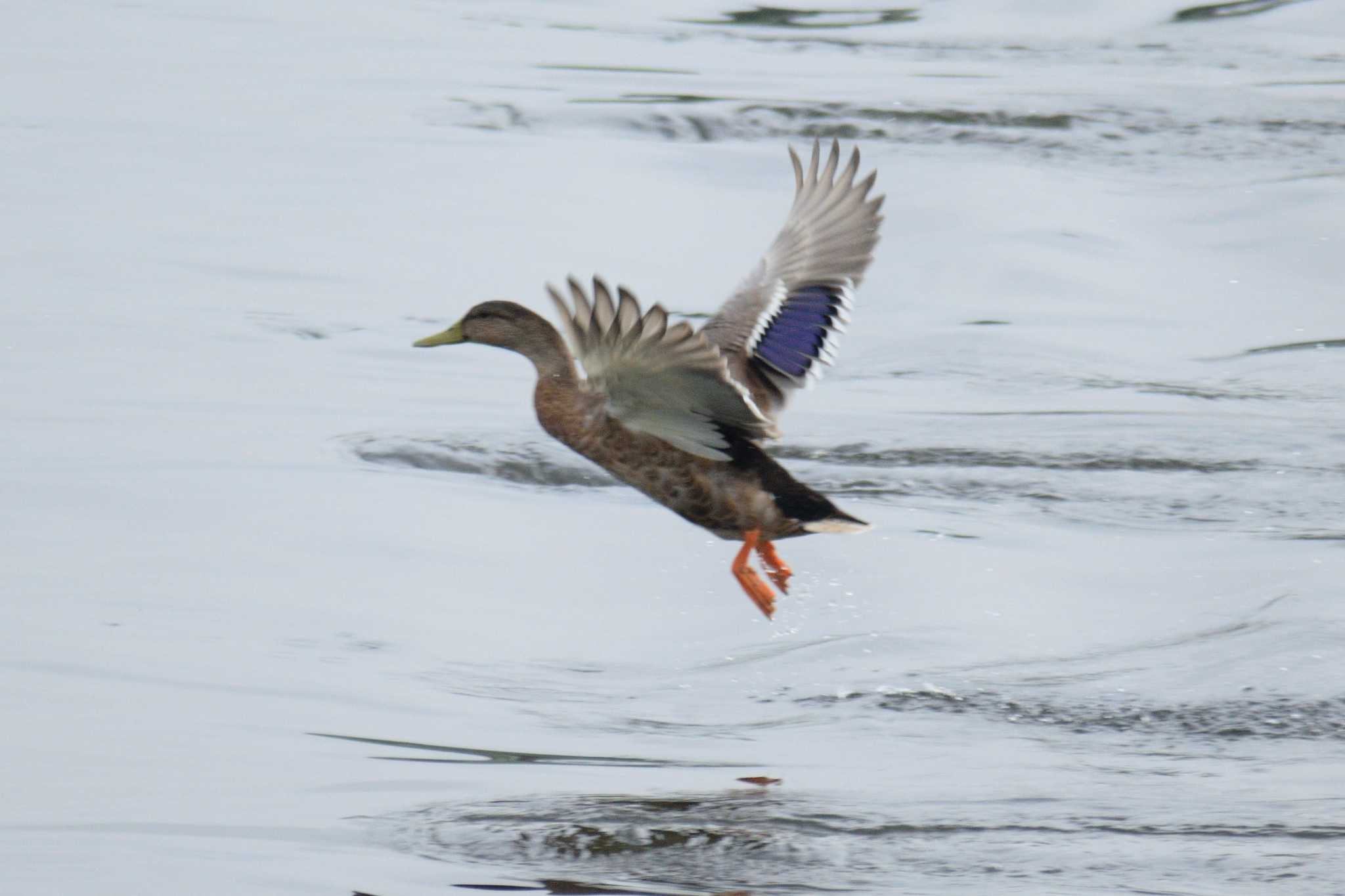 Mallard