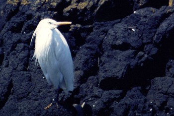 Chinese Egret