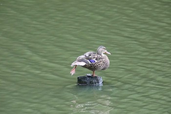 マガモ 西岡公園(西岡水源地) 2019年8月17日(土)