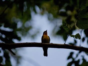 Narcissus Flycatcher 長野県（中信） Mon, 8/26/2019