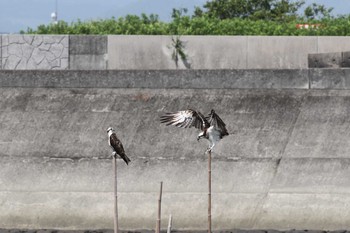 2019年8月31日(土) 五主海岸の野鳥観察記録