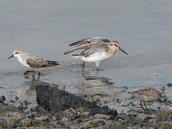 Broad-billed Sandpiper Fujimae Tidal Flat Sat, 8/31/2019