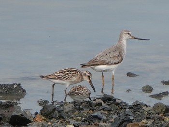 Broad-billed Sandpiper Fujimae Tidal Flat Sat, 8/31/2019