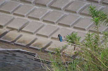 Common Kingfisher 大栗川 Sat, 8/31/2019