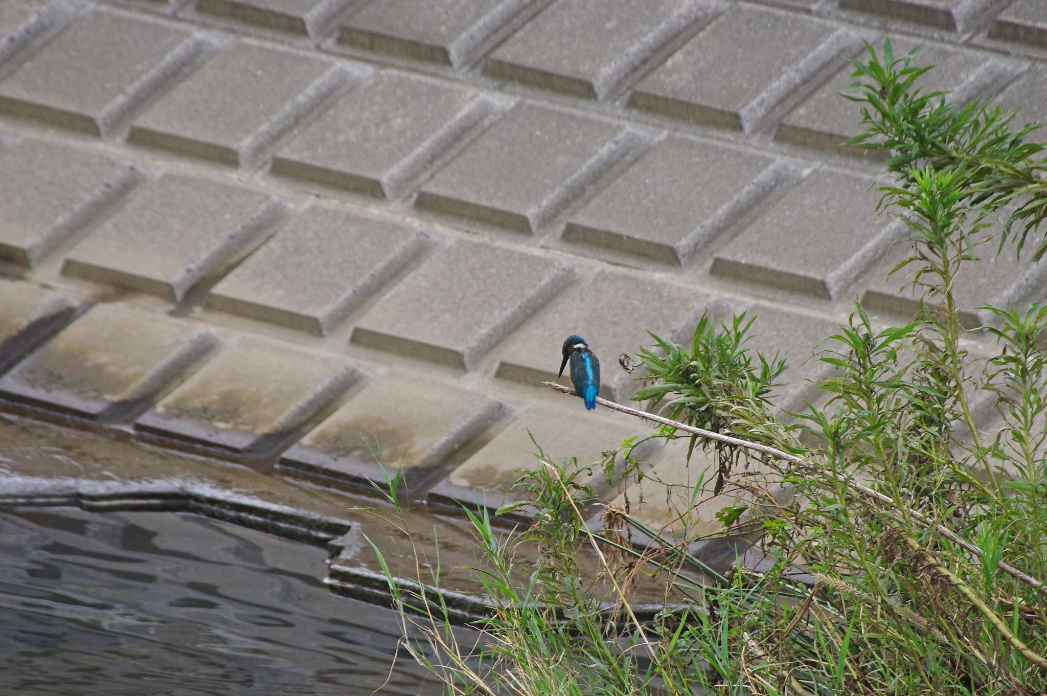 Photo of Common Kingfisher at 大栗川 by SPR