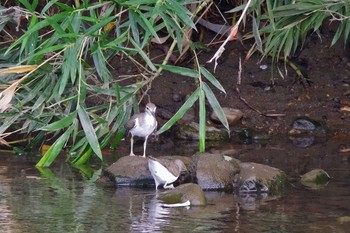 Common Sandpiper 大栗川(多摩川合流地点) Sat, 8/31/2019