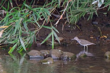 Common Sandpiper 大栗川(多摩川合流地点) Sat, 8/31/2019