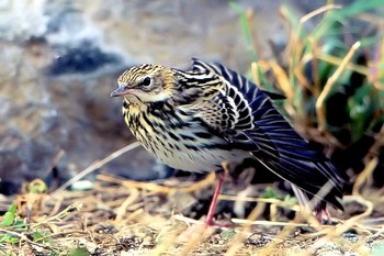 セジロタヒバリ 舳倉島 撮影日未設定