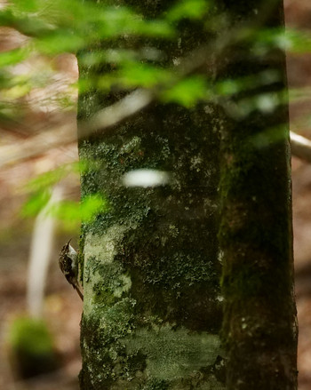 Eurasian Treecreeper Yanagisawa Pass Tue, 8/27/2019