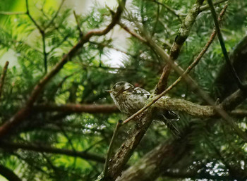 Japanese Pygmy Woodpecker Unknown Spots Tue, 8/27/2019