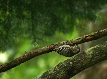 Japanese Pygmy Woodpecker Yanagisawa Pass Tue, 8/27/2019