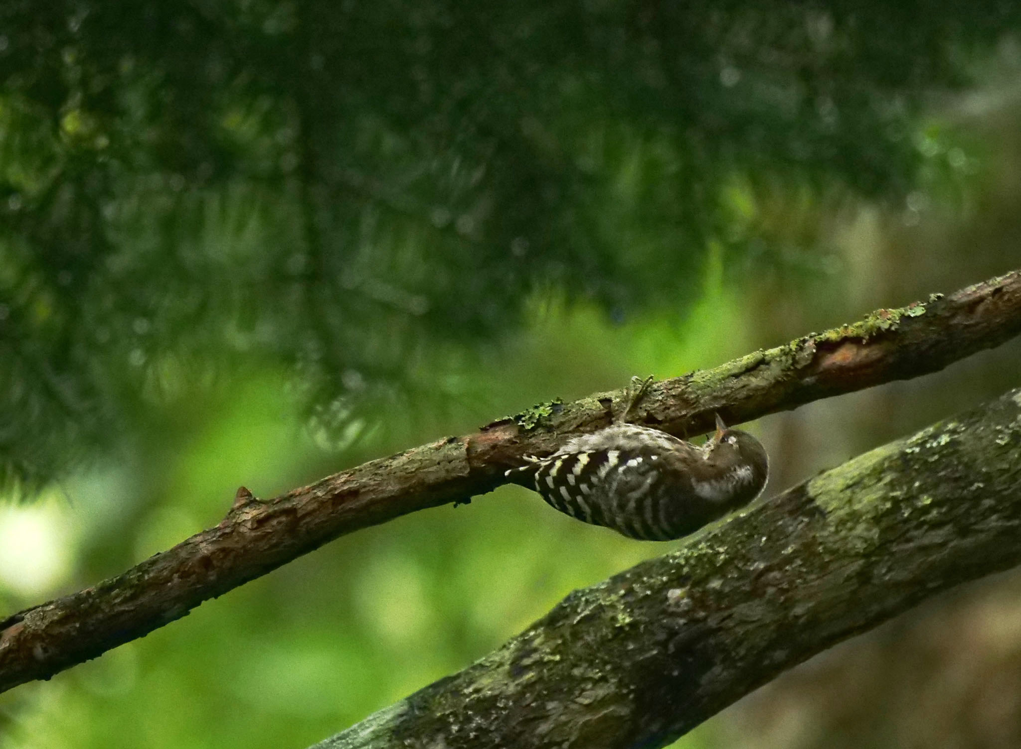 Photo of Japanese Pygmy Woodpecker at Yanagisawa Pass by Rothlega