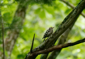 Japanese Pygmy Woodpecker Unknown Spots Tue, 8/27/2019