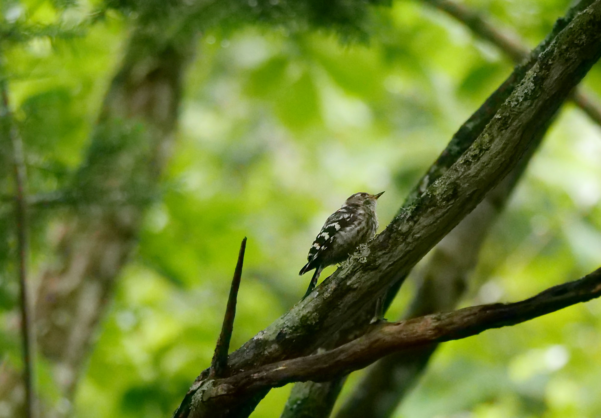 Photo of Japanese Pygmy Woodpecker at  by Rothlega