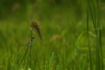 セッカ 静岡県 2019年8月13日(火)