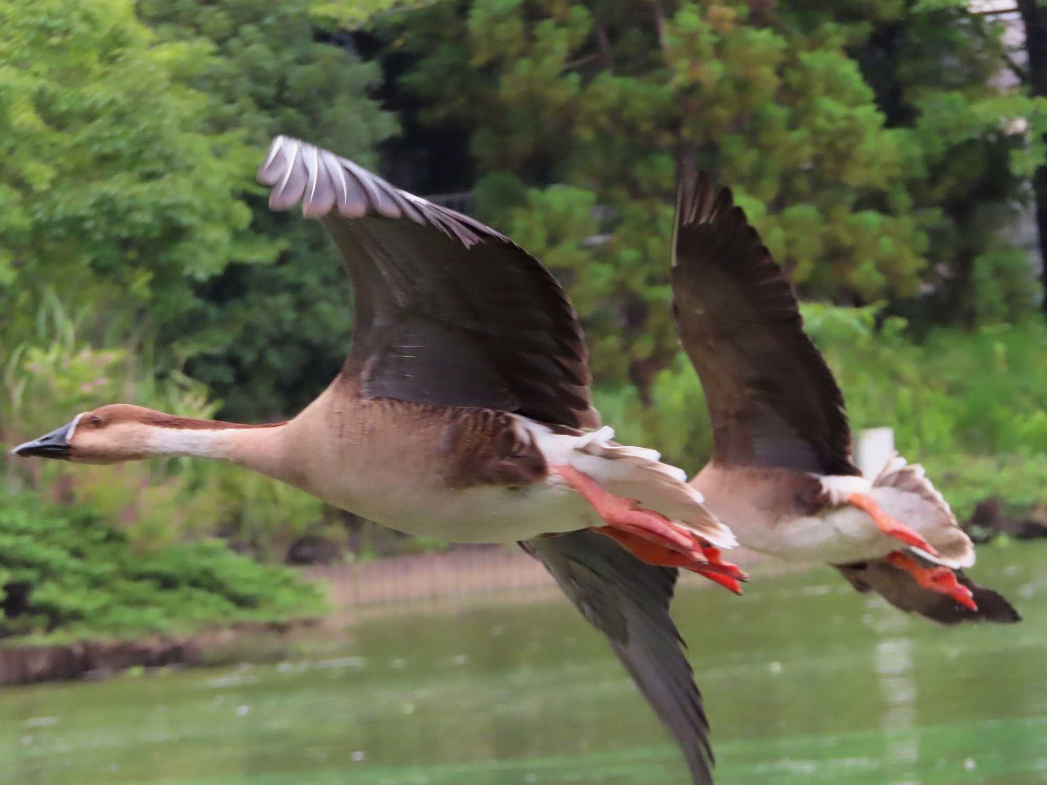 Swan Goose