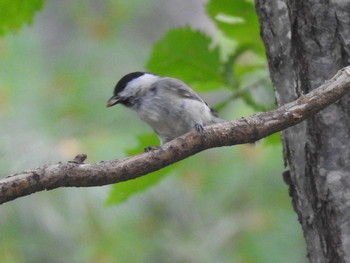 Marsh Tit Nishioka Park Sun, 9/1/2019