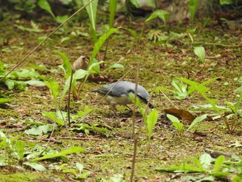 シロハラゴジュウカラ 西岡公園(西岡水源地) 2019年9月1日(日)