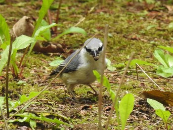 シロハラゴジュウカラ 西岡公園(西岡水源地) 2019年9月1日(日)