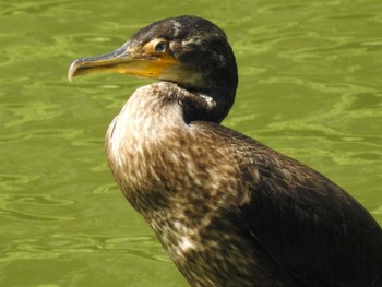 ウミウ 西岡公園(西岡水源地) 2019年9月1日(日)