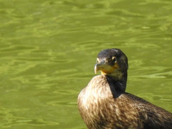 ウミウ 西岡公園(西岡水源地) 2019年9月1日(日)