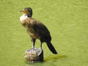 ウミウ 西岡公園(西岡水源地) 2019年9月1日(日)