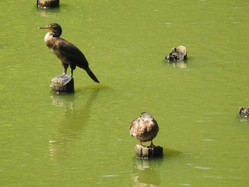 ウミウ 西岡公園(西岡水源地) 2019年9月1日(日)