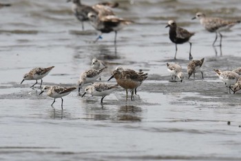 2019年9月1日(日) ふなばし三番瀬海浜公園の野鳥観察記録