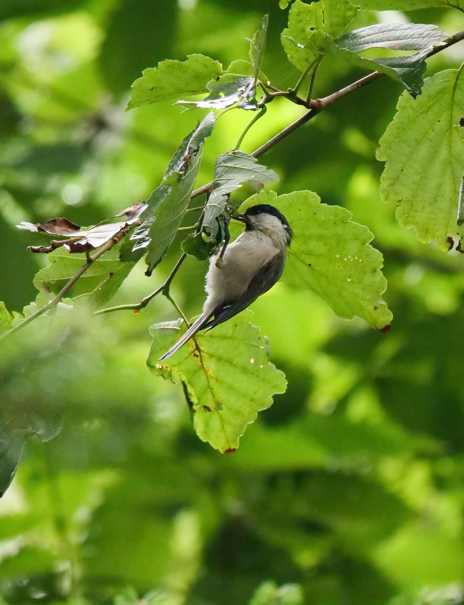 Photo of Willow Tit at  by Rothlega