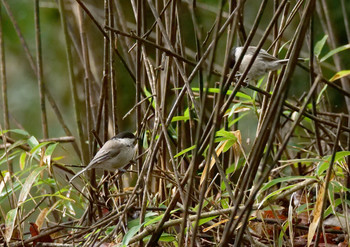 Willow Tit Unknown Spots Tue, 8/27/2019