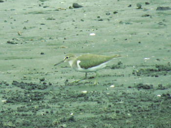 2019年9月1日(日) 谷津干潟の野鳥観察記録