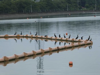 2019年8月31日(土) 相模原沈殿池の野鳥観察記録