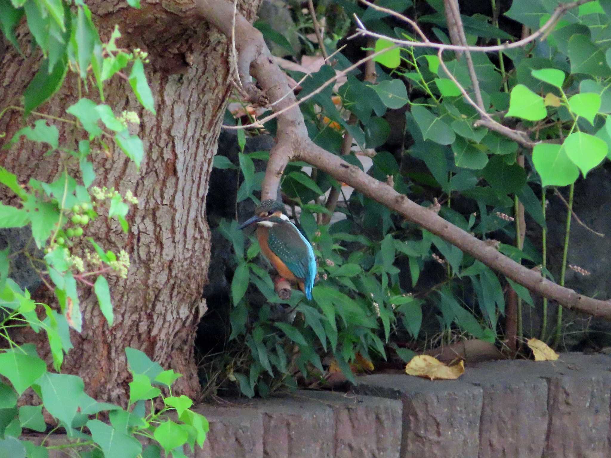 Common Kingfisher