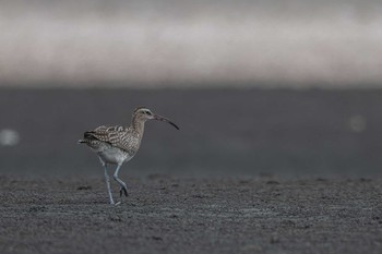 チュウシャクシギ ふなばし三番瀬海浜公園 2019年8月31日(土)