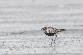 ダイゼン ふなばし三番瀬海浜公園 2019年8月31日(土)