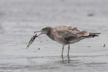 ウミネコ ふなばし三番瀬海浜公園 2019年8月31日(土)