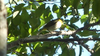 2019年9月1日(日) ウトナイ湖の野鳥観察記録