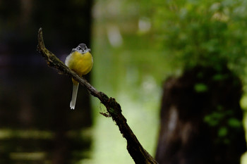 Grey Wagtail Tomakomai Experimental Forest Sun, 9/1/2019