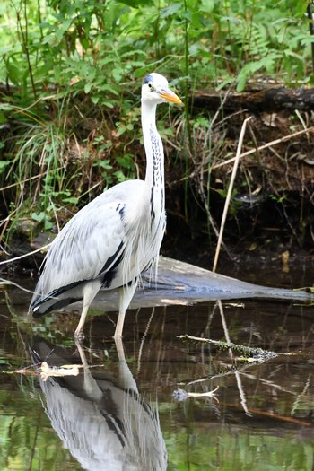 Grey Heron Tomakomai Experimental Forest Sun, 9/1/2019